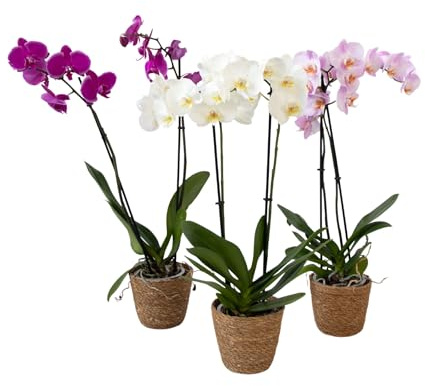 Plant in a Box - Orquídea mariposa - Juego de 3 - Phalaenopsis en cesta decorativa - Altura 50-60cm - Maceta 12cm - Planta de interior con flor - Apta para gatos
