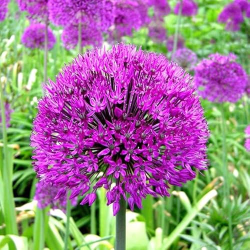 Ail d'ornement Allium Purple Sensation Plante à bulbe de floraison printanière