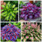 Rizoma hosta，Hosta pianta，Alto tasso di germinazione，Facile da mantenere，Pianta perenne, Sempreverde tutto l'anno-h-15 bulbi