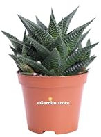 Pianta di Haworthia Limifolia pianta da interno pianta grassa pianta succulenta pianta ornamentale di Haworthia pianta da arredo pianta vera venduta da eGarden.store