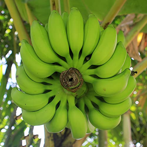 semi di banana semi di Letti elevati per giardino resistenti per giardini rocce Decorazione balcone con banane bonsái interni 50pcs