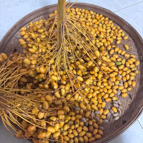semi di palma da dattero, rampicanti da balcone esterno biologici, vecchie varietà in vaso all'aperto rampicanti decorazione del 20pcs