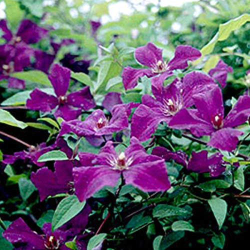 Clematis 'Polish Spirit'- Clématite 'Polish Spirit' 50-60 cm en conteneur