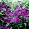 Clematis 'Polish Spirit' - Waldrebe 50-60 cm Pflanzcontainer