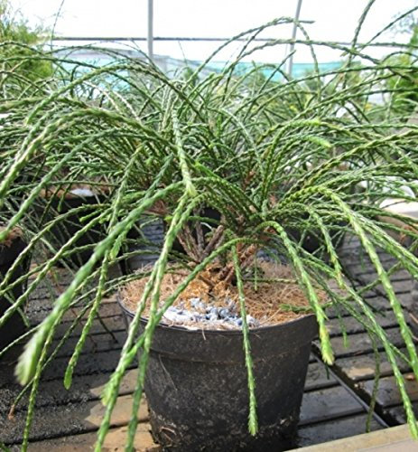 Thuja plicata Whipcord - Faden-Lebensbaum Größe 40-50cm