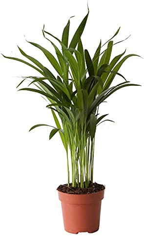 DECOALIVE Palmera Bambú o Palma Frutos de Oro Palmera de Interior Planta Natural, 8436601571632