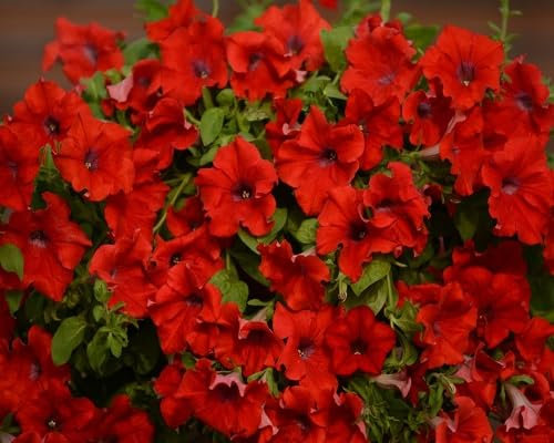 Graines de fleurs de pétunia 100 pièces rouges