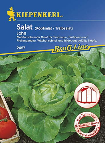 Salatsamen - Kopfsalat John (Treib) von Kiepenkerl