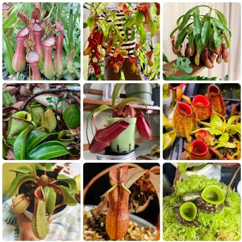 Semi di carnivora, Nepenthes mirabilis, resistenti Semi di Nepenthes, giardino di Le da giardino sono resistenti Le perenni 350pcs