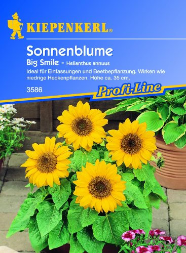 Sonnenblume Big Smile