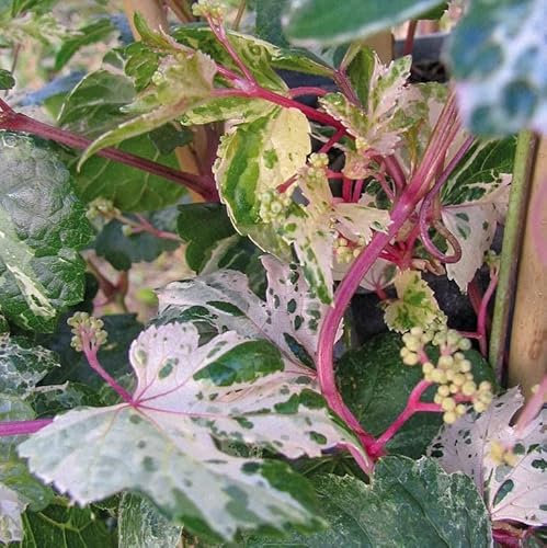 Vigne vierge à fruits bleus (Ampelopsis brevipedunculata) Berry Elegans 1L - Feuilles marbrées, pousses rose foncé