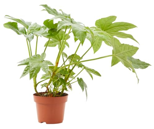 Verdecora Aralia (Fatsia japonica) en Maceta Ø13 cm | Planta de Interior con Hojas Grandes y Decorativas | Ideal para Rincones con Luz Suave