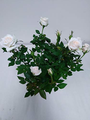 6 Mini White Rose Bush
