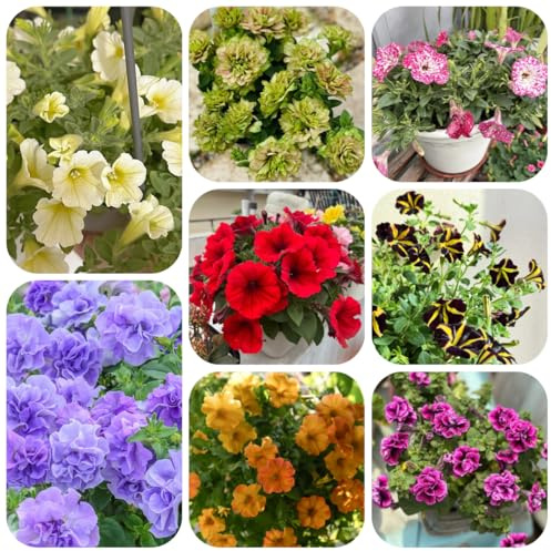 semi di petunia perenne, ombra di petunia sospese tappezzante perenne resistente di recisi, rampicanti resistenti 450pcs