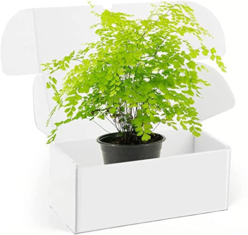 DECOALIVE Helecho Adiantum Planta Natural para el Hogar o la Oficina