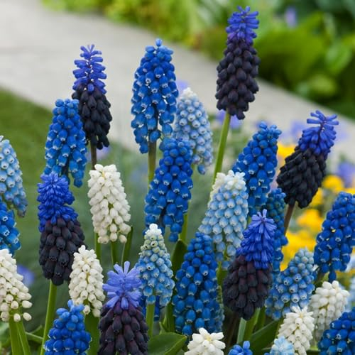 Plant in a Box - Muscari 'Mélange magique' - Bulbes - Set de 50 - Jacinthes de Raisin - Mélange de Bulbes à Fleurs pour Jardin, Terrasse ou Balcon