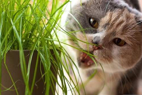 Die Hof Oase 1000 Samen Katzengras (Lolium multifiorum) - Verdauungshilfe und Vitamine für Katzen