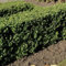4 x Ilex crenata 'Dark Green' - Japanische Stechpalme in 1 Liter Topf (15-30 cm Höhe)