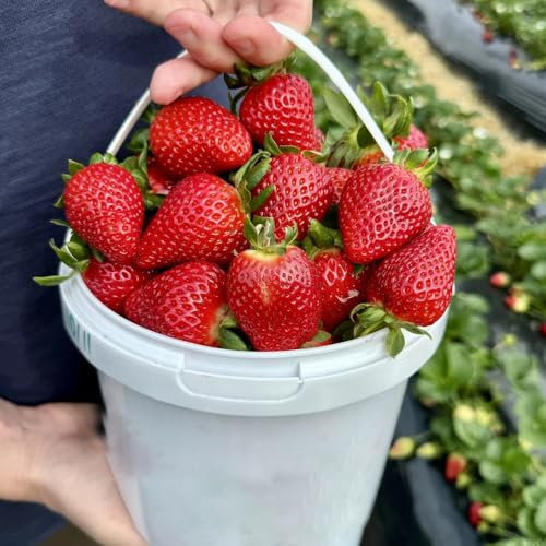 erdbeeren pflanzen mehrjährig samen - bio saatgut, alte sorten saatgut, hecken sträucher erdbeer erdbeersamen, obstsamen, winterfeste pflanzen für balkon obst frisch, winterharte 300pcs