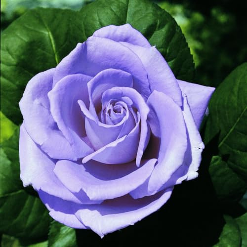Vivaio Garden Forest Rosa Blue Monday – Rosa a Cespuglio Rifiorente, Fiori Color Lavanda Blu Profumati, Pianta Ornamentale da Giardino