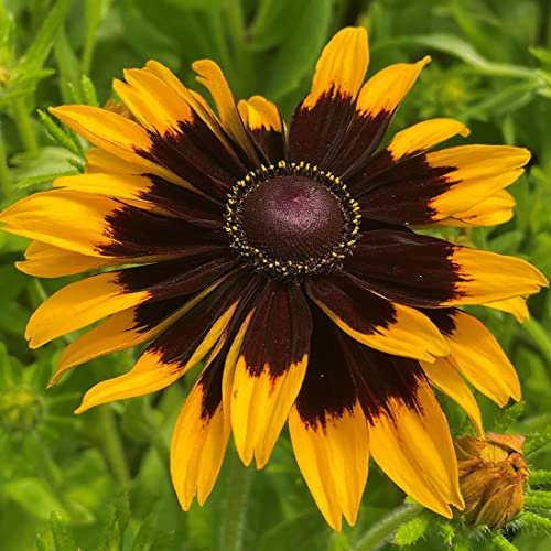 Welldales 50 Golden Star Rudbeckia Seeds UK Hirta Perennial Plant Bi Colour Flower Packets