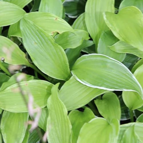 6x Hosta undulata 'Albomarginata' - Hosta undulata 'Albomarginata’ - Godet 9x9cm