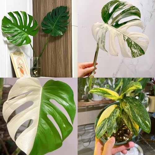 50 pcs Monstera Samen Luftreinigende Zimmerpflanzen, Hochbeet Samen (Monstera deliciosa Liebm) Einblatt Zimmerpflanze, Büropflanzen Balkonpflanzen, Winterfeste Pflanzen Für Garten