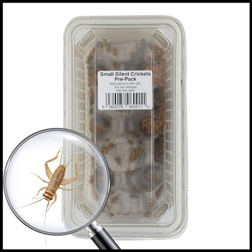 Livefoods4u Small House Brown Crickets Live Food (4-5mm) - Perfect for Reptiles and Lizards - Sustainably bred (Tub of Approx 250) | Livefood