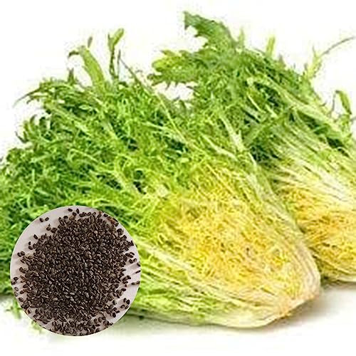 Luojuny Endiviensamen, 500 Stück/Beutel, Endiviensamen, gekräuselter Frisee-Salat, grüne Sowthistel-Gemüsesamen für den Garten Saatgut