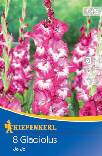 Kiepenkerl Großblumige Gladiole Jo Jo - Gladiolen als Schnittblume, Schneckenresistent, Ideal zum Pflanzen, Blumenzwiebelversand