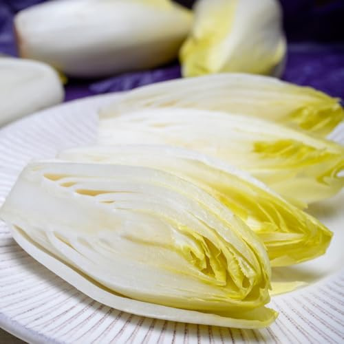 Semi di cicoria biologici, semi di radicchio rare Semi di Cichorium intybus, resistenti per il giardino biologici antiche varietà 400pcs