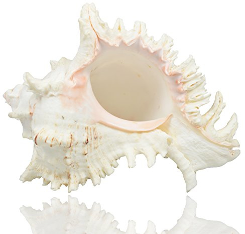 Large Natural Sea Shells, Murex Ramosus shells, Huge Ocean Conch 7-8 inches Jumbo Seashells Perfect for Wedding Decor Beach Theme Party, Home Decorations,DIY Crafts, Fish Tank and Shell Collectors