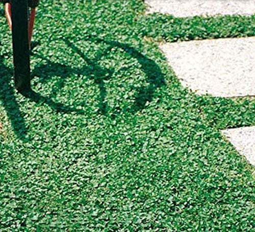 Semi di DICONDRA - Semi da prato DICHONDRA REPENS - Semi di prato che non si taglia mai - 500 grammi di SEMENTI