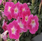 100 rosa Petuniensamen