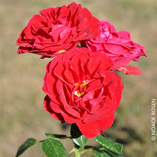 Strauchrose „Tornella®“ - leuchtend rot blühende Topfrose im 6 L Topf - frisch aus der Gärtnerei - Pflanzen-Kölle Gartenrose