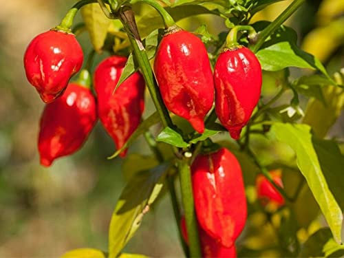 25 Graines de Piments Bhut Jolokia - Le plus fort du Monde - semences paysannes