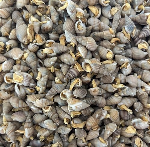 Coclea secca per pesci palla granchi tartarughe serpenti 50 grammi