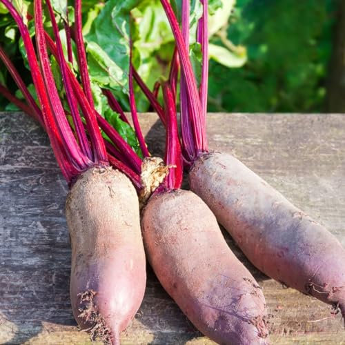 PREMIER SEEDS DIRECT - Beetroot Seeds - CYLINDRA - (Standard, 10 Grams)