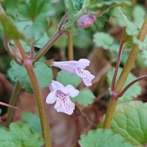 semillas de hiedra terrestre silvestres del balcón Gundermann exóticas resistentes de primavera, resistentes de jardín de rocas, 60pcs