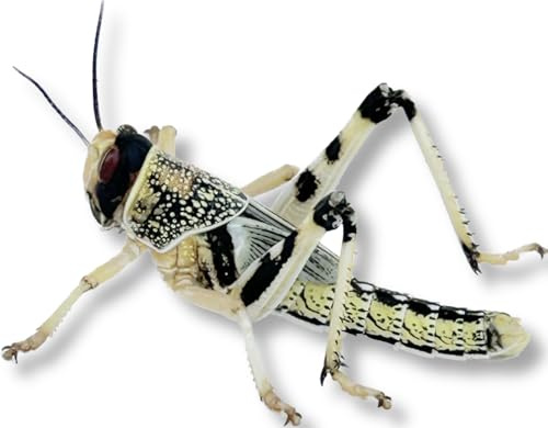 Livefood UK Live Locusts LETTERBOX PACK for Reptile Owners, Live Reptile Food (Small/Medium 15 Locusts)