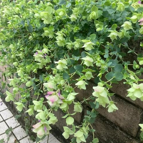 semillas de orégano orgánico - cobertura del suelo para jardín, resistentes al aire libre de balcón 50pcs