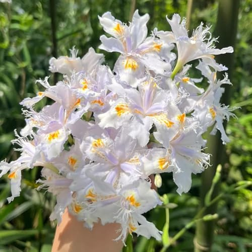 semillas de iris, de otoño iris tectorum, semillas de variedades antiguas exóticas 400pcs