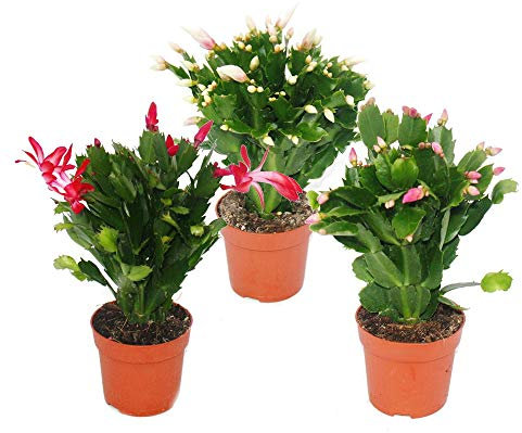 Christmas Cactus - Schlumbergera - Set of 3 plants