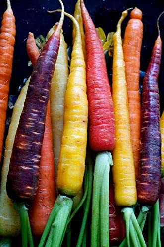 Carota Rainbow F1 Mix Semi Carote Colorate Rossa Viola Giallo Bianca