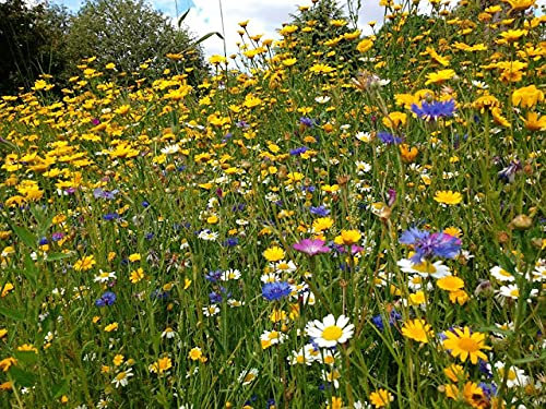 PREMIER SEEDS DIRECT - Wildflower Meadow Mix - 20 Varieties (100% Flower Seed - NO Grass) - 10 Grams