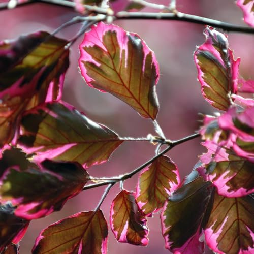 Vivai le Georgiche - Pianta vera di Fagus sylvatica Tricolor Fagus sylvatica 'Roseomarginata' Faggio, Fagus sylvatica 'Purpurea Tricolor' - vaso Ø 20 cm - altezza alla vendita 40-60 cm