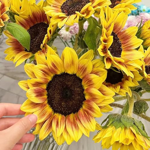 semillas de girasol perennes resistentes - camas balcón primavera 300pcs