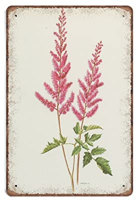 DAIERCY Lustiges Vintage-Schild, rosa Astilbe, botanischer Druck von 1970, falscher Ziegenbart, Blume, botanische Metall-Blechschilder für Küche, Garten, Garage, Badezimmer, Wanddekoration, 140 x 200