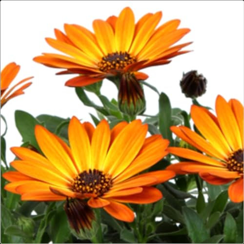 Osteospermum Senoritas Cape Daisy 'Lucia' Cutting Raised Plug Plants x 3