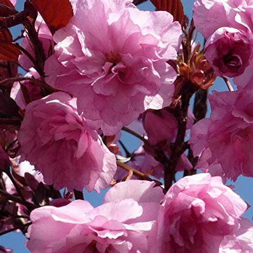 Dwarf Patio Royal Burgundy Flowering Japanese Cherry Tree 3-4ft Supplied in a 5 Litre Pot by DirectPlants